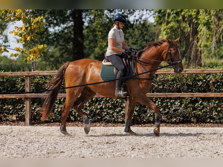 KWPN Wallach 3 Jahre 167 cm Dunkelfuchs in Apeldoorn