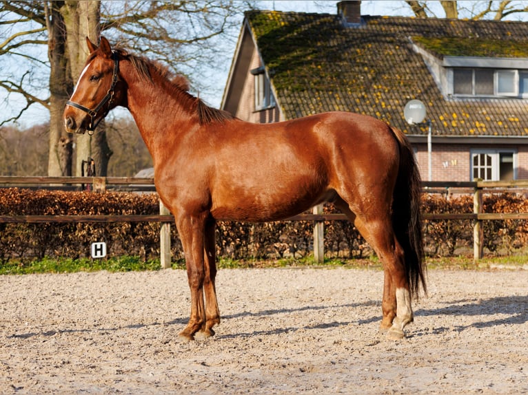 KWPN Wallach 3 Jahre 167 cm Dunkelfuchs in Apeldoorn