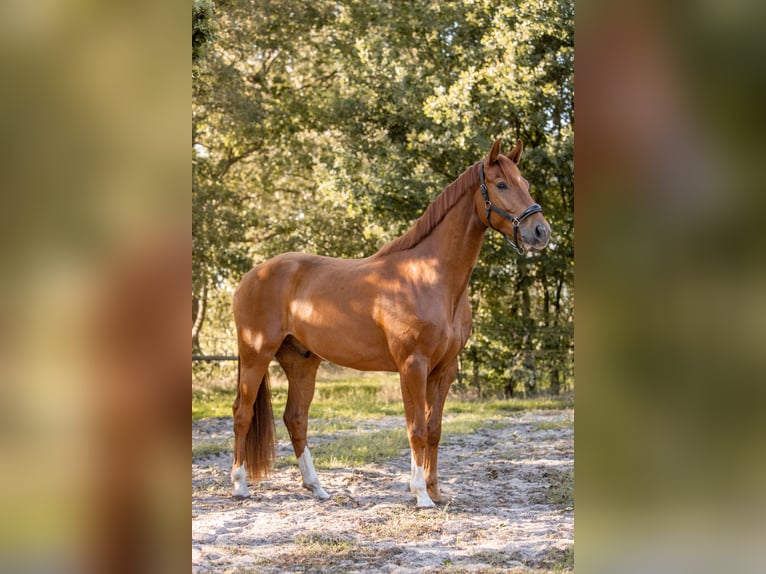 KWPN Wallach 3 Jahre 167 cm Fuchs in Grasberg