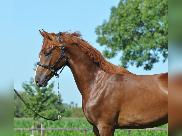 KWPN Wallach 3 Jahre 167 cm Fuchs in Lunteren