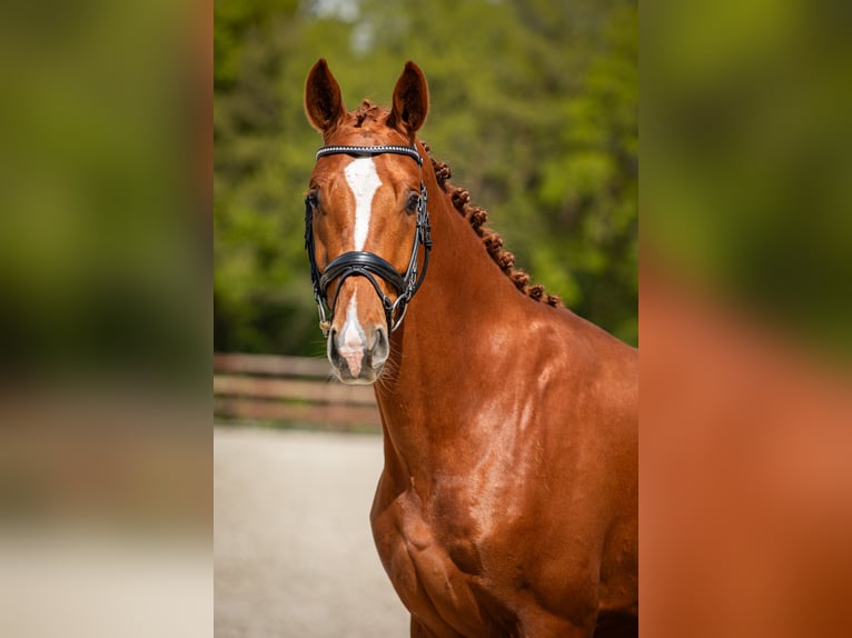 KWPN Wallach 3 Jahre 167 cm Fuchs in Riethoven