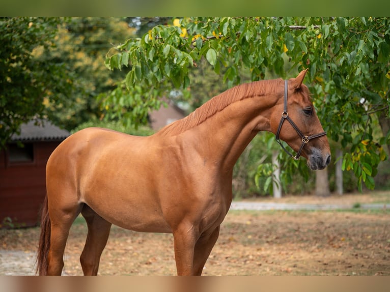 KWPN Wallach 3 Jahre 167 cm Fuchs in GROTE-BROGEL