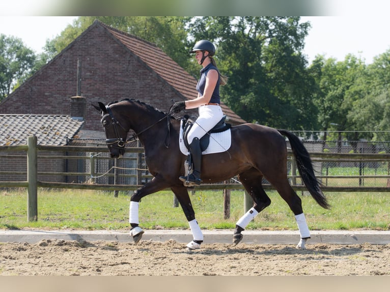 KWPN Wallach 3 Jahre 167 cm Rappe in Haghorst