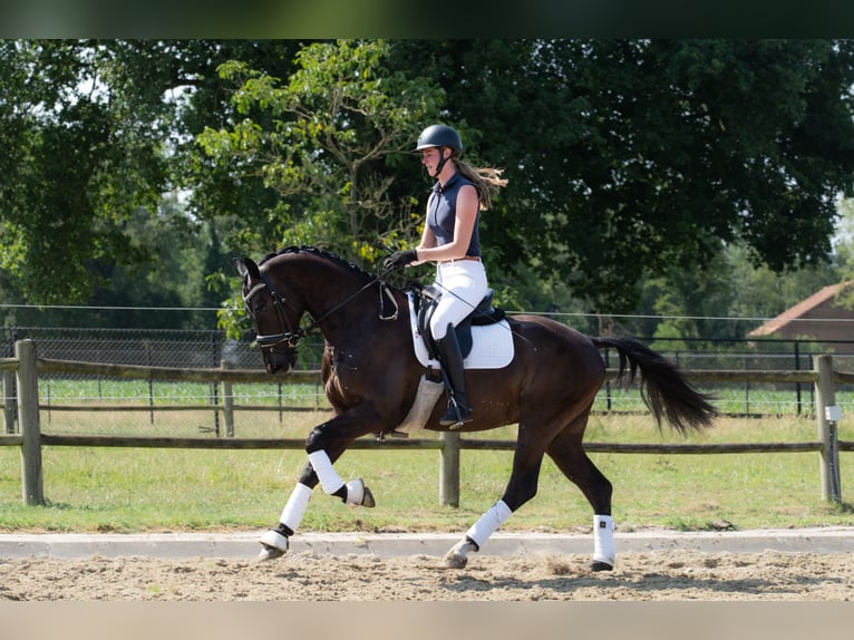 KWPN Wallach 3 Jahre 167 cm Rappe in Haghorst