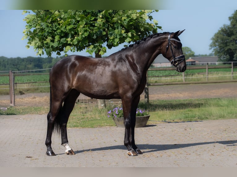 KWPN Wallach 3 Jahre 167 cm Rappe in Haghorst