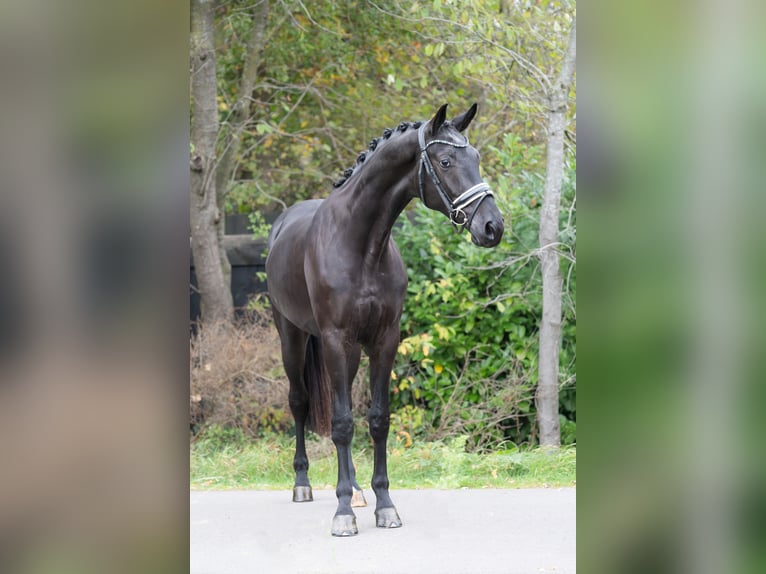 KWPN Wallach 3 Jahre 167 cm Rappe in Oosterhout