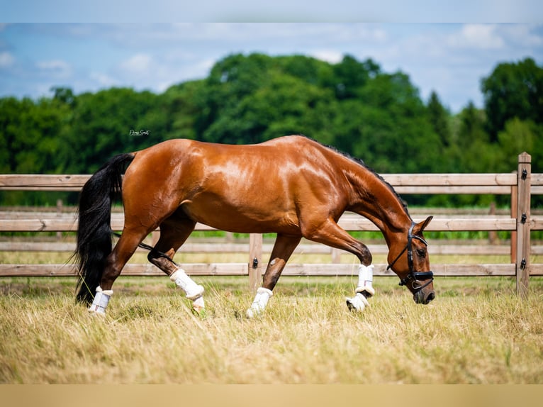 KWPN Wallach 3 Jahre 167 cm Rotbrauner in Mol