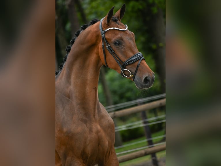KWPN Wallach 3 Jahre 168 cm Brauner in Loon op Zand KWPN Wallach 3 Jahre 168 cm Brauner in Loon op Zand