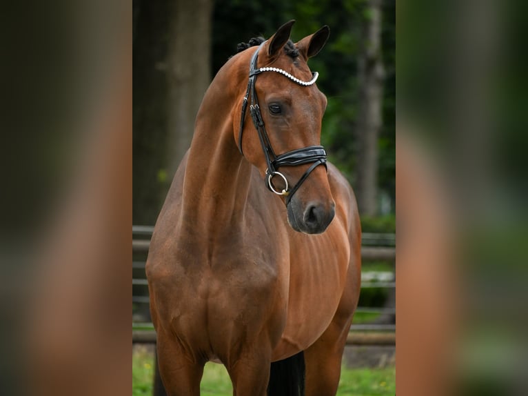 KWPN Wallach 3 Jahre 168 cm Brauner in Loon op Zand KWPN Wallach 3 Jahre 168 cm Brauner in Loon op Zand