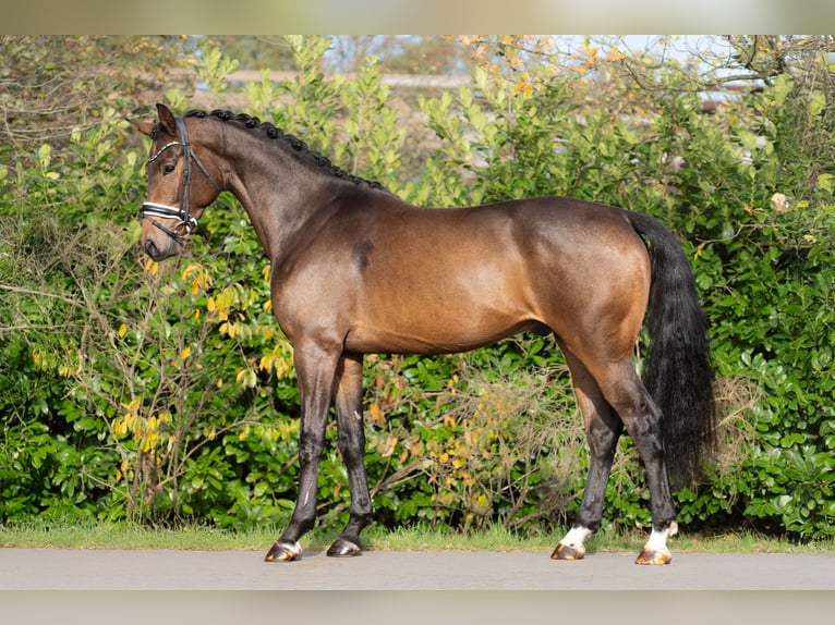 KWPN Wallach 3 Jahre 168 cm Brauner in Oosterhout