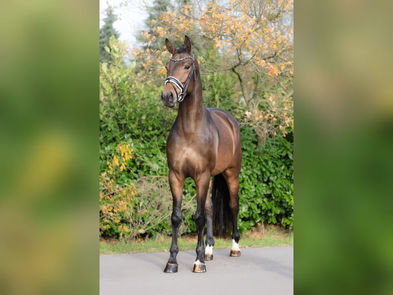 KWPN Wallach 3 Jahre 168 cm Brauner in Oosterhout