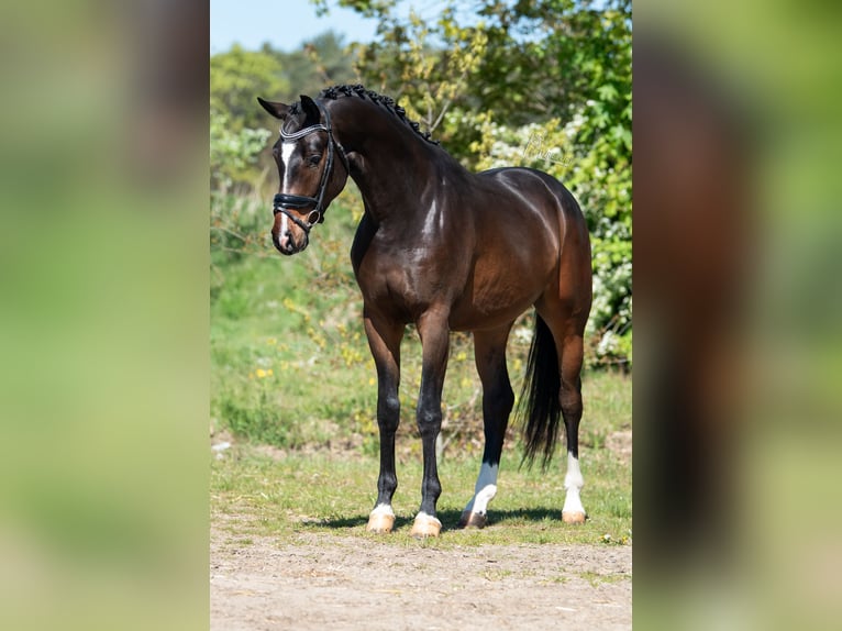 KWPN Wallach 3 Jahre 168 cm Brauner in Peer