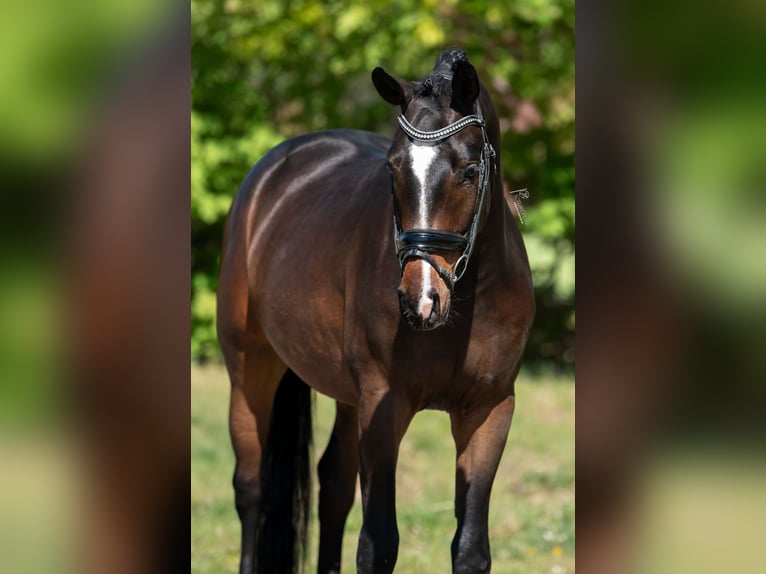 KWPN Wallach 3 Jahre 168 cm Brauner in Peer