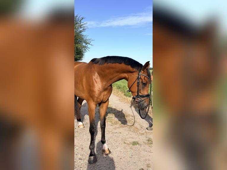 KWPN Wallach 3 Jahre 168 cm Brauner in Teteringen