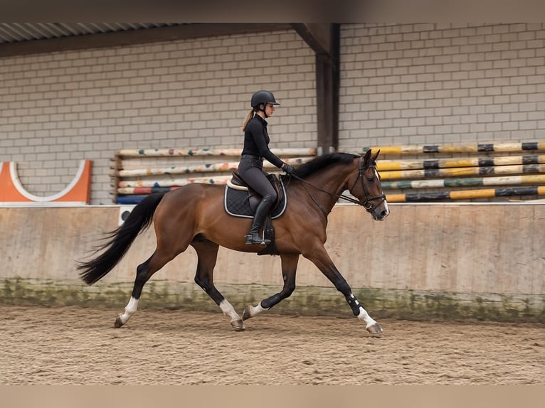 KWPN Wallach 3 Jahre 168 cm Brauner in Königsbach-Stein