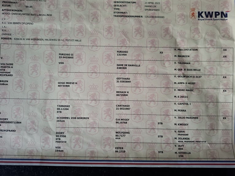 KWPN Wallach 3 Jahre 168 cm Brauner in Asten