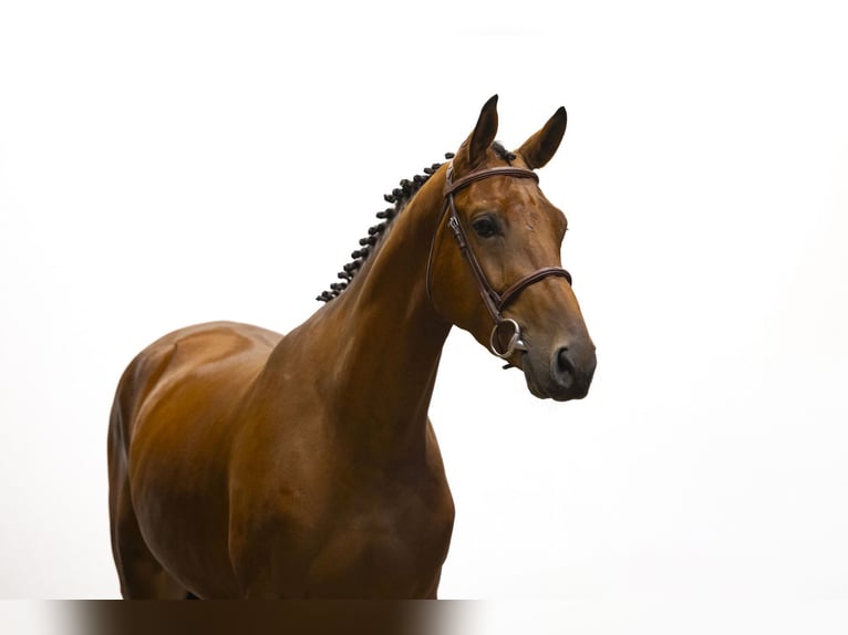 KWPN Wallach 3 Jahre 168 cm Brauner in Waddinxveen