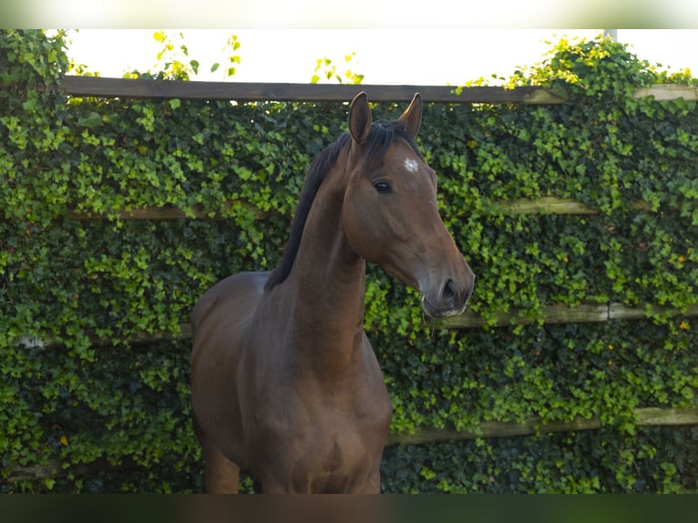 KWPN Wallach 3 Jahre 168 cm Brauner in Waddinxveen