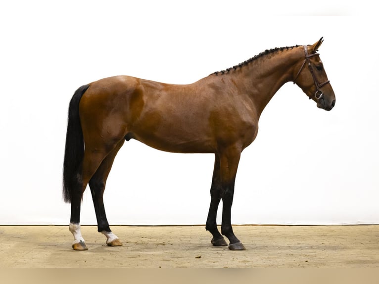 KWPN Wallach 3 Jahre 168 cm Brauner in Waddinxveen
