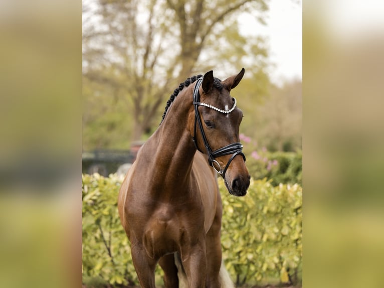 KWPN Wallach 3 Jahre 168 cm Dunkelbrauner in Schüttorf