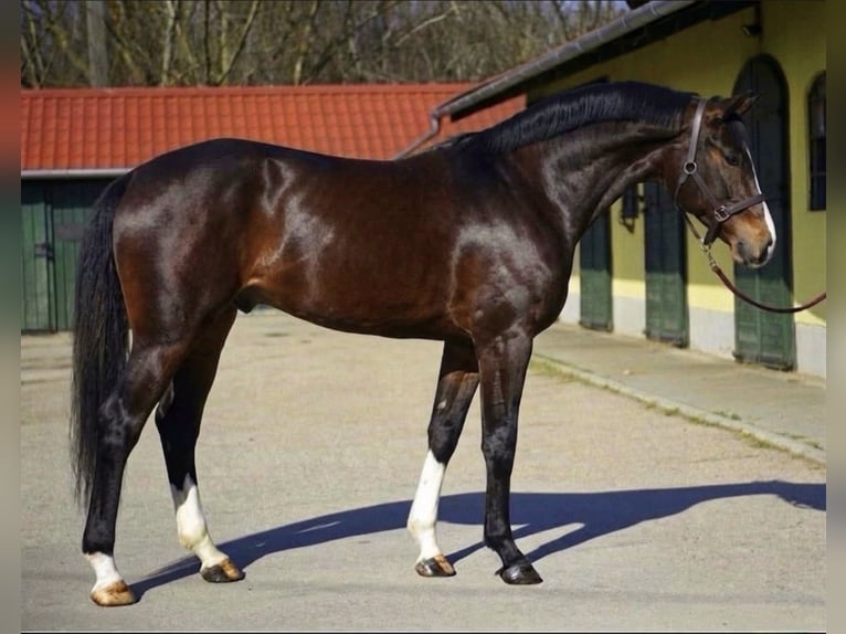 KWPN Wallach 3 Jahre 168 cm Dunkelbrauner in Murska Soboda