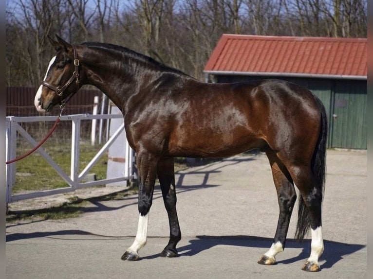 KWPN Wallach 3 Jahre 168 cm Dunkelbrauner in Murska Soboda