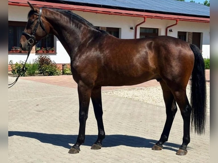 KWPN Wallach 3 Jahre 168 cm Dunkelbrauner in Szarbas