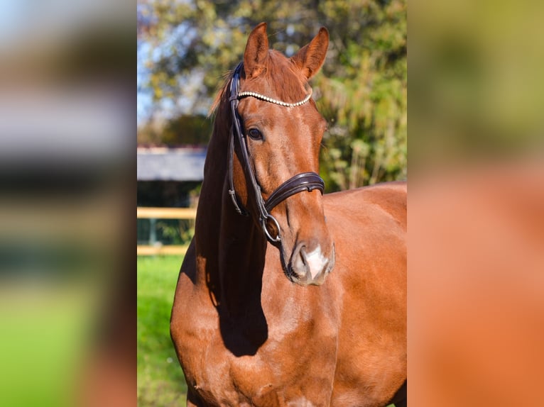 KWPN Wallach 3 Jahre 168 cm Dunkelfuchs in MARIGNY LE LOZON