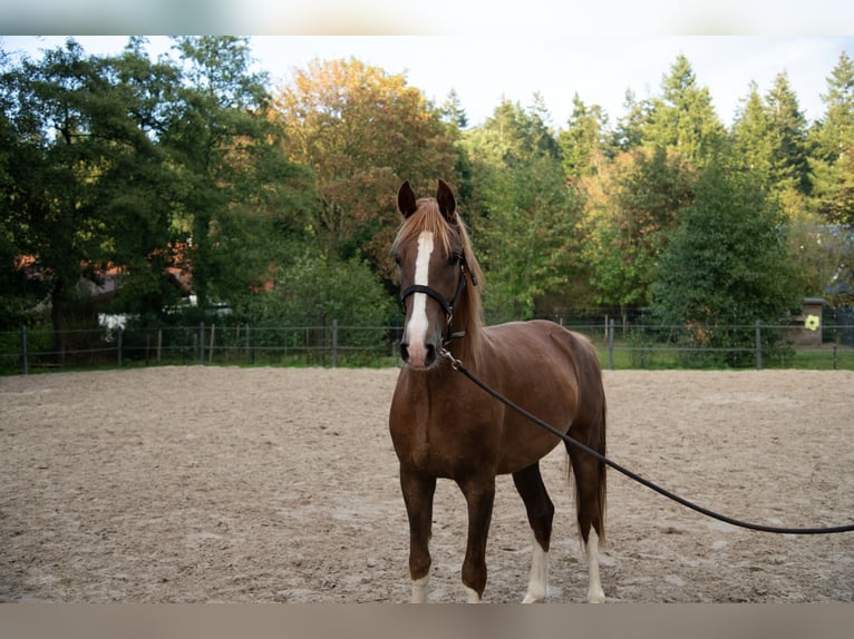 KWPN Wallach 3 Jahre 168 cm Dunkelfuchs in Varel