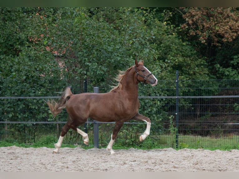 KWPN Wallach 3 Jahre 168 cm Dunkelfuchs in Varel
