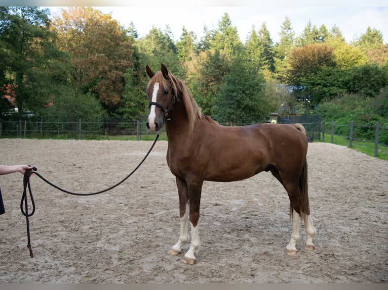 KWPN Wallach 3 Jahre 168 cm Dunkelfuchs in Varel