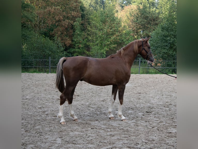 KWPN Wallach 3 Jahre 168 cm Dunkelfuchs in Varel