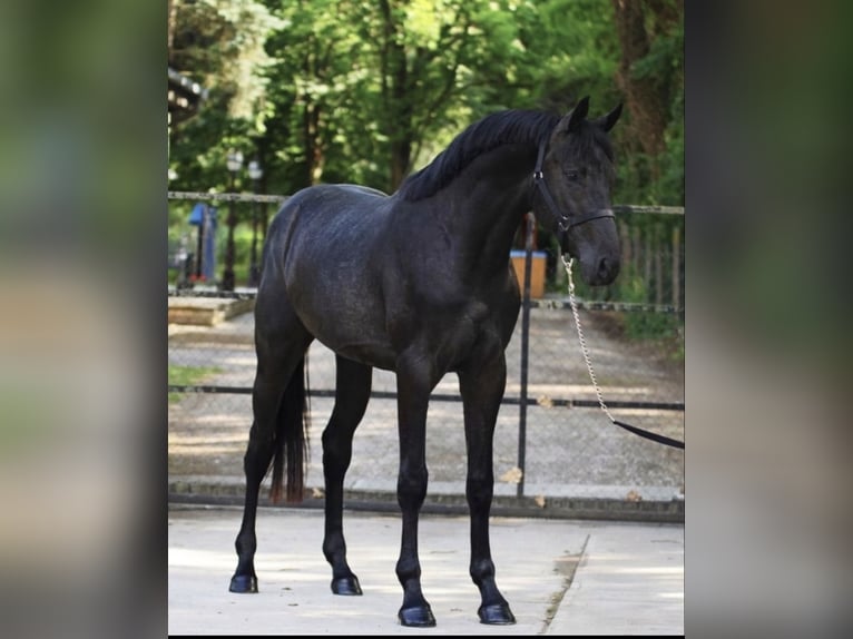KWPN Wallach 3 Jahre 168 cm Falbe in Murska soboda