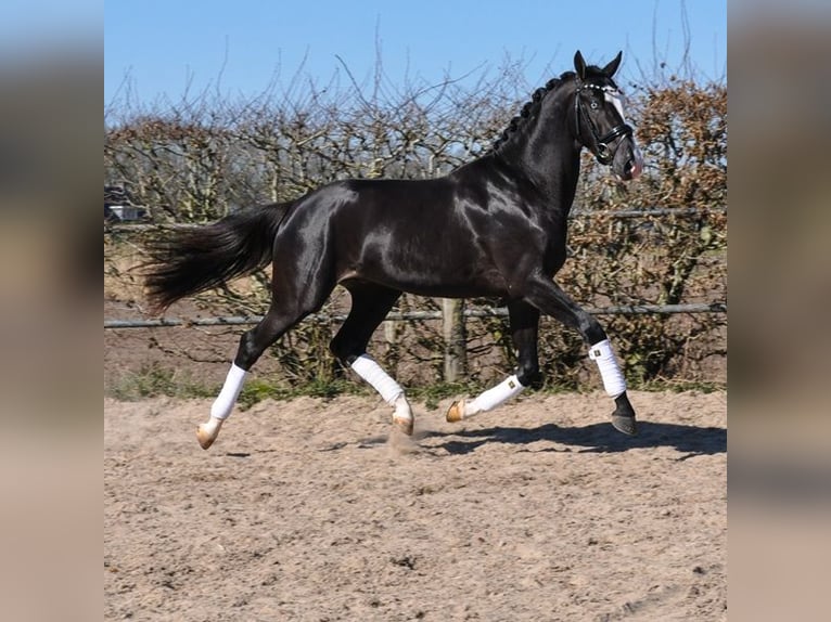 KWPN Wallach 3 Jahre 168 cm Rappe in Prinsenbeek