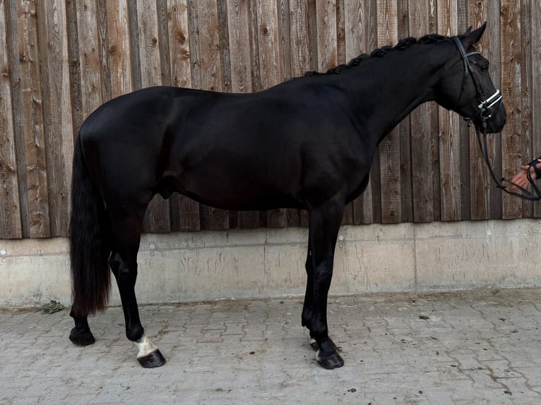 KWPN Wallach 3 Jahre 168 cm Rappe in Bruchsal