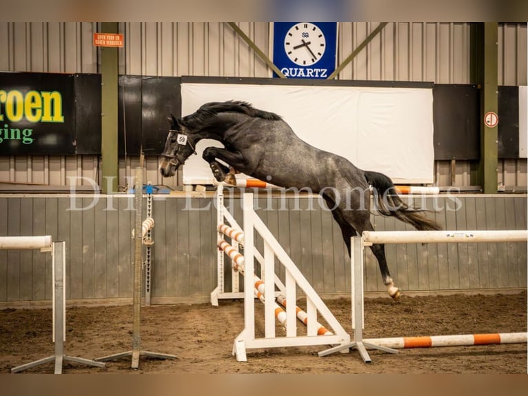 KWPN Wallach 3 Jahre 168 cm Rappschimmel in De Mortel