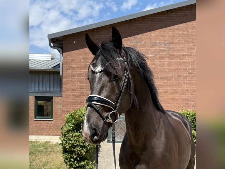 KWPN Wallach 3 Jahre 168 cm Schwarzbrauner in Viersen