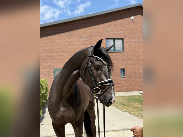 KWPN Wallach 3 Jahre 168 cm Schwarzbrauner in Viersen