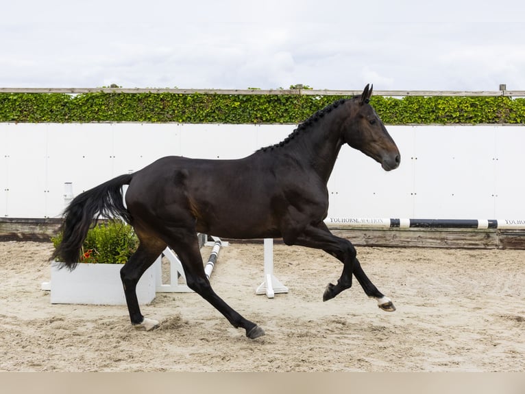 KWPN Wallach 3 Jahre 168 cm Schwarzbrauner in Waddinxveen