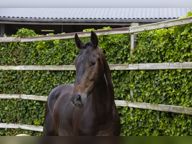 KWPN Wallach 3 Jahre 168 cm Schwarzbrauner in Waddinxveen
