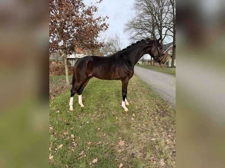 KWPN Wallach 3 Jahre 169 cm Dunkelbrauner in Emlichheim
