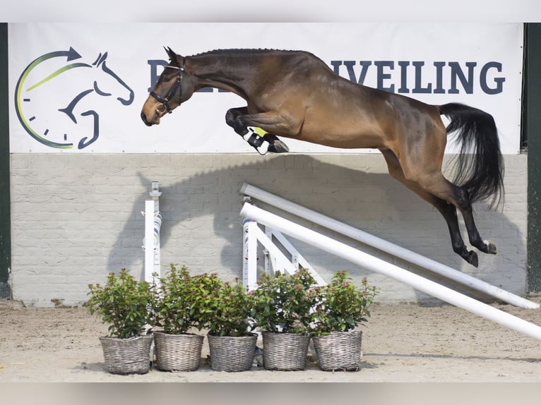 KWPN Wallach 3 Jahre 169 cm Dunkelbrauner in Heerde