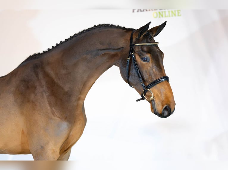 KWPN Wallach 3 Jahre 169 cm Dunkelbrauner in Heerde