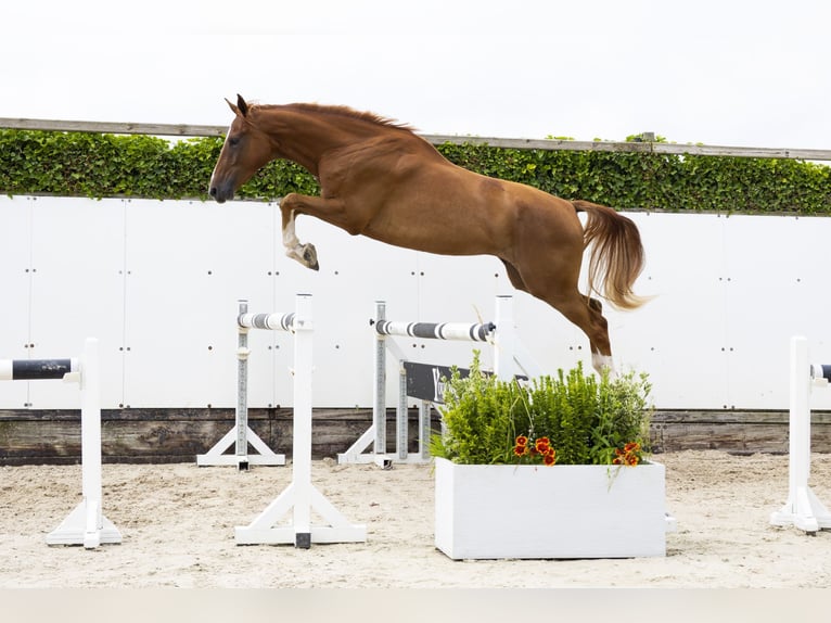 KWPN Wallach 3 Jahre 169 cm Fuchs in Waddinxveen