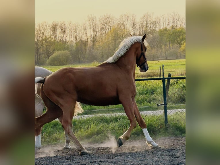 KWPN Wallach 3 Jahre 169 cm Palomino in Someren