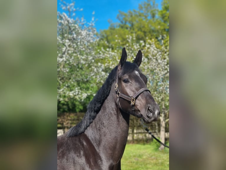 KWPN Wallach 3 Jahre 169 cm Rappe in Diever
