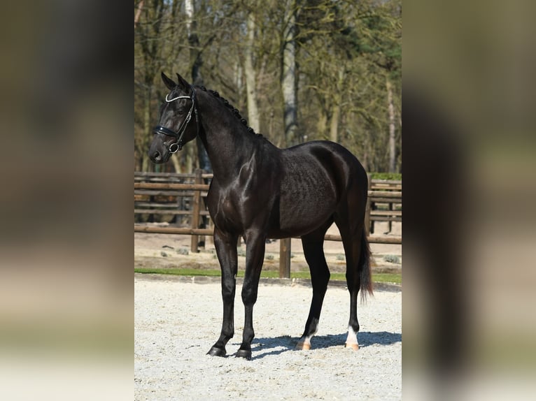 KWPN Wallach 3 Jahre 169 cm Rappe in Loon op Zand