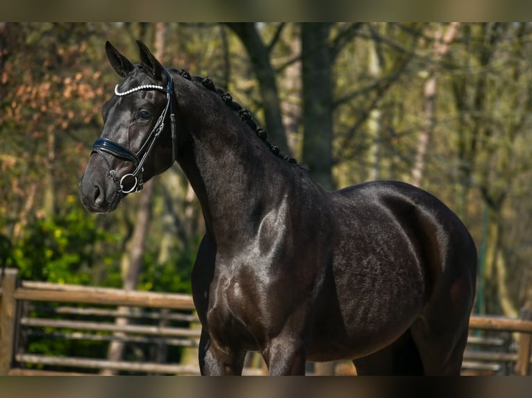 KWPN Wallach 3 Jahre 169 cm Rappe in Loon op Zand