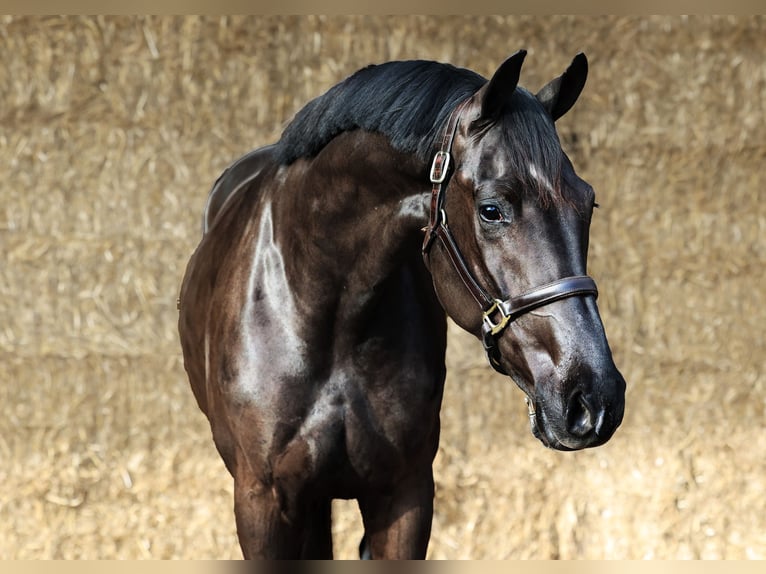 KWPN Wallach 3 Jahre 169 cm Rappe in Moergestel