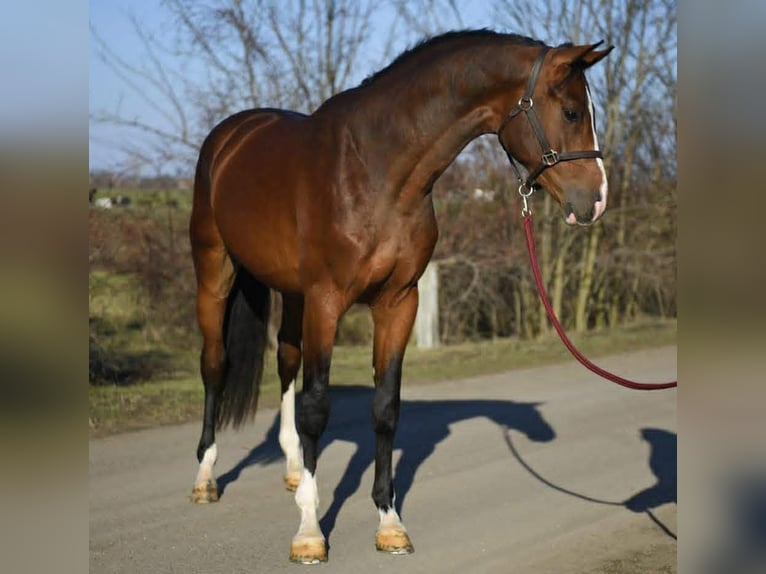 KWPN Wallach 3 Jahre 169 cm Rotbrauner in Lendava/Lendva